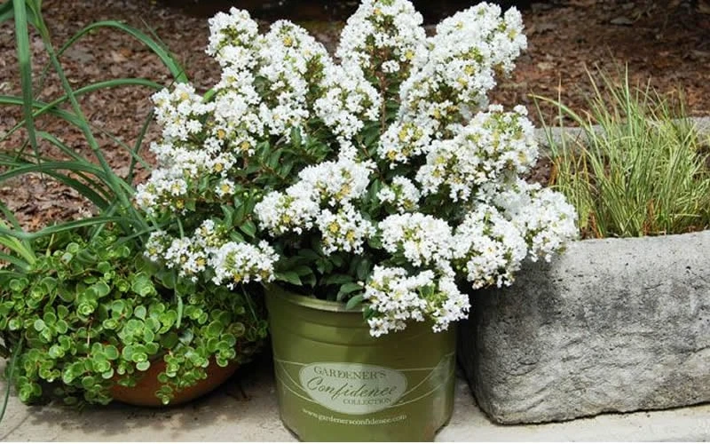 Diamond Dazzle Dwarf Crape Myrtle - 3 Gallon Pot - Image 4