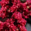 Double Feature Red Crape Myrtle - 3 Gallon Pot