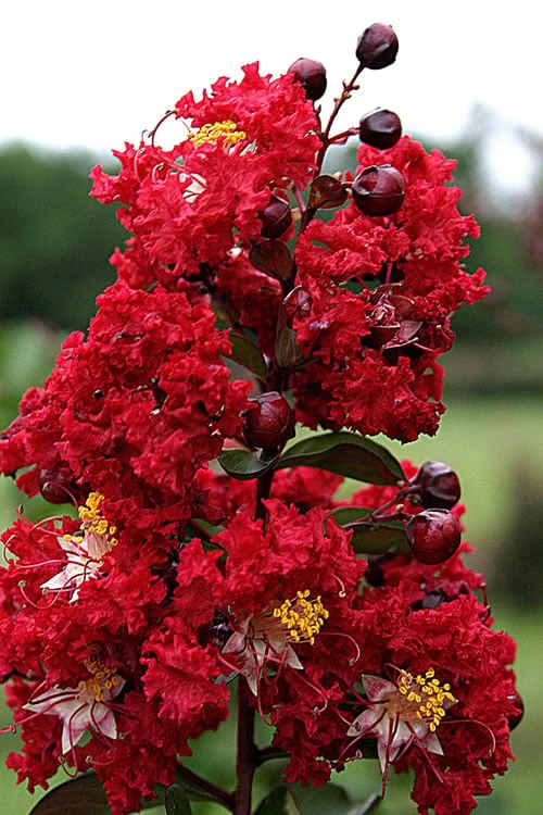 Dynamite Red Crape Myrtle - 7 Gallon Pot (5-6') - Image 4