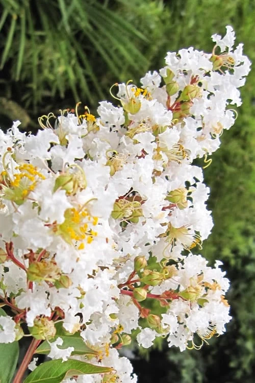 Natchez White Crape Myrtle - 3 Gallon Pot - Image 6