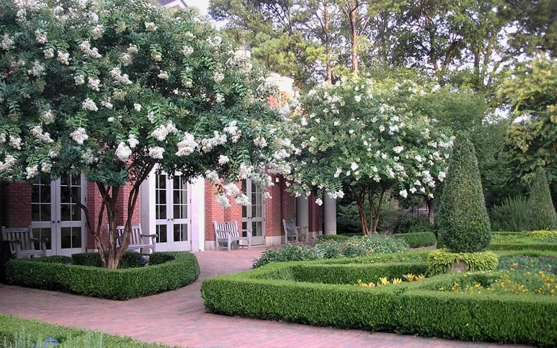 Natchez White Crape Myrtle - 3 Gallon Pot - Image 7