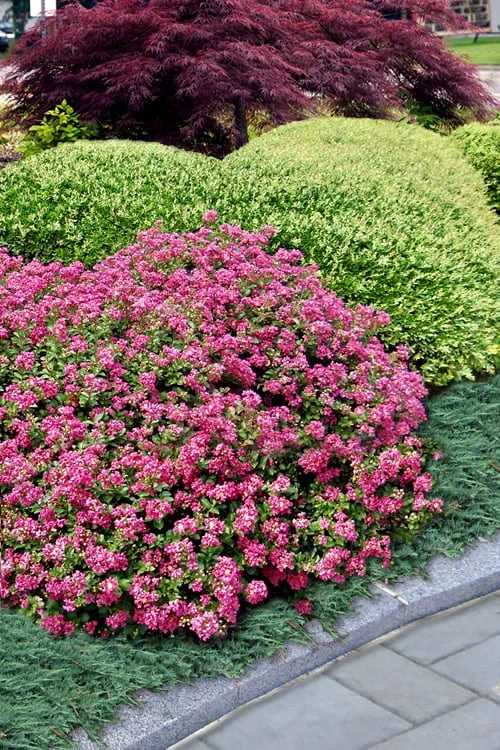 Pocomoke Dwarf Crape Myrtle - 1 Gallon Pot - Image 4