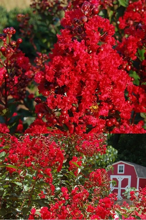 Red Rooster Crape Myrtle - 2 Gallon Pot - Image 4