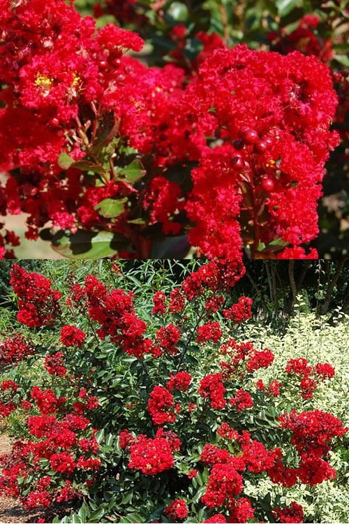 Red Rooster Crape Myrtle - 2 Gallon Pot - Image 5
