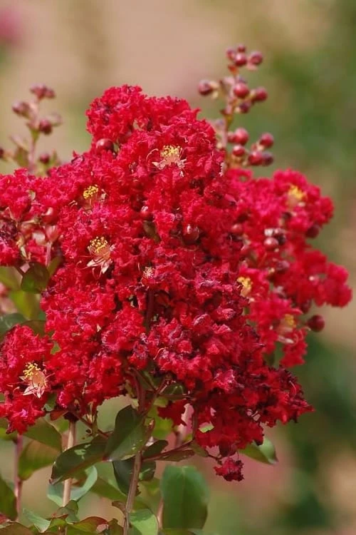 Red Rooster Crape Myrtle Tree (Single Trunk) - 3 Gallon Pot - Image 4