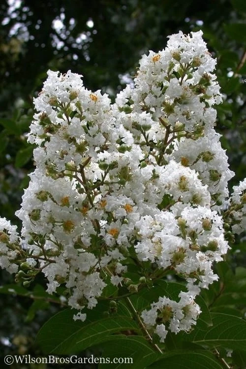 Sarah's Favorite Crape Myrtle - 7 Gallon Pot (4-5')
