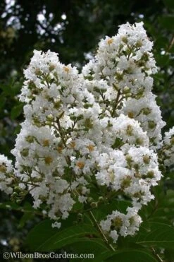Sarah's Favorite Crape Myrtle - 6 Pack Of 1 Gallon Pots