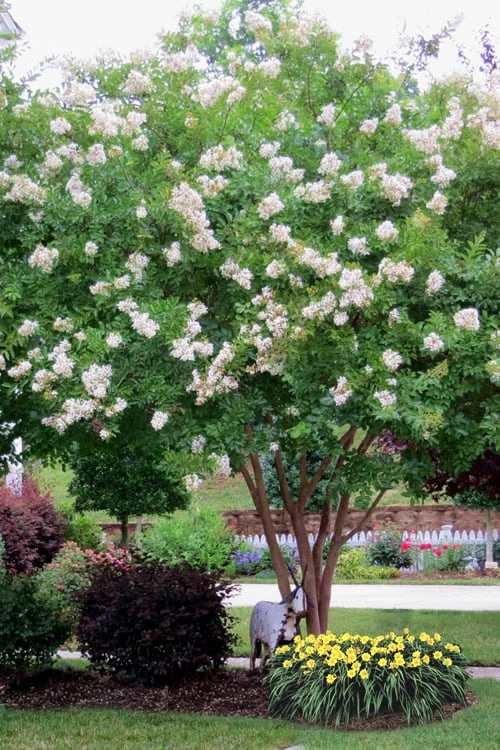 Sarah's Favorite Crape Myrtle - 7 Gallon Pot (5-6') - Image 4