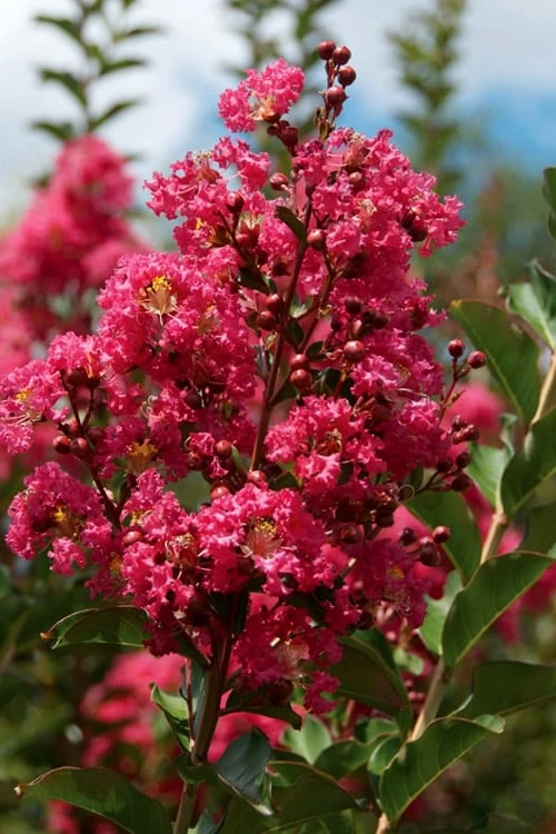 Tonto Red Crape Myrtle - Single Trunk Topiary Tree - 5 Gallon Pot - Image 4