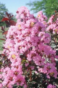 Rhapsody In Pink Crape Myrtle - 6 Pack Of 1 Gallon Pots
