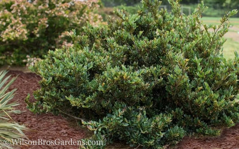 Coppertone Distylium - 3 Gallon Pot - Image 4