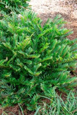 Jewel Box Distylium - 2 Gallon Pot