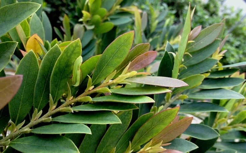 Coppertone Distylium - 3 Gallon Pot - Image 5