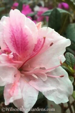 Autumn Chiffon Encore Azalea - 3 Gallon Pot