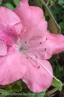 Autumn Debutante Encore Azalea - 3 Gallon Pot