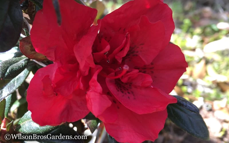 Autumn Fire Encore Azalea - 6 Pack Of 1 Gallon Pots - Image 4