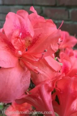 Autumn Princess Encore Azalea - 2 Gallon Pot