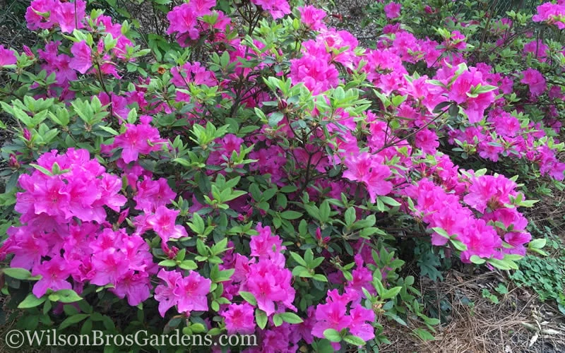 Autumn Royalty Encore Azalea - 1 Gallon Pot - Image 4