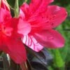 Autumn Ruby Encore Azalea - 3 Gallon Pot