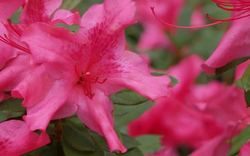 Autumn Sundance Encore Azalea - 2 Gallon Pot - Image 5