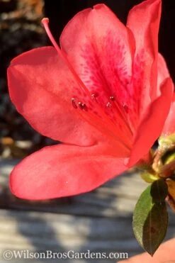 Autumn Sunset Encore Azalea - 2 Gallon Pot