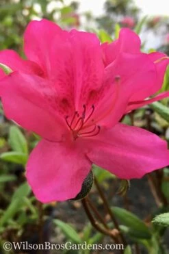 Autumn Carnival Encore Azalea - 2 Gallon Pot