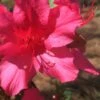 Autumn Sangria Encore Azalea - 6 Pack Of 1 Gallon Pots