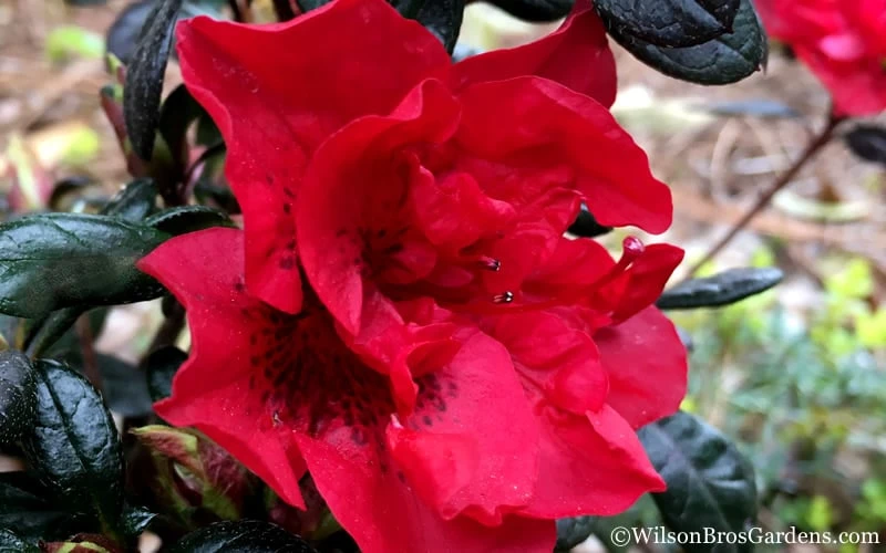 Autumn Fire Encore Azalea - 6 Pack Of 1 Gallon Pots - Image 6