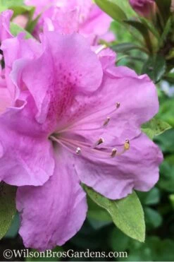 Autumn Lilac Encore Azalea - 2 Gallon Pot