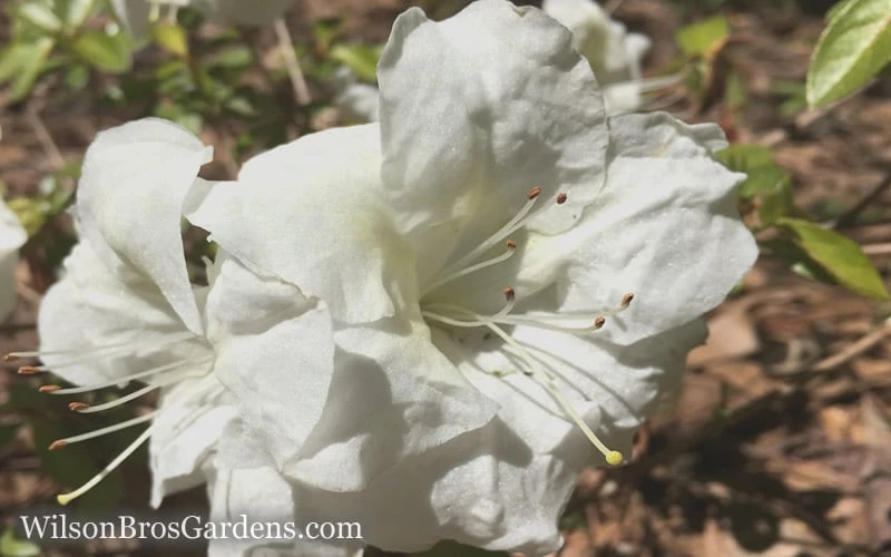 Autumn Moonlight Encore Azalea - 2 Gallon Pot - Image 4