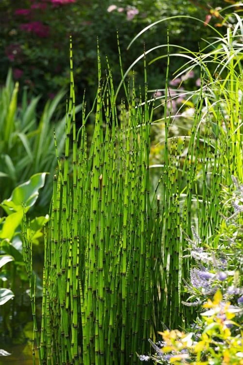 Horsetail Reed Grass - Equisetum Hyemale - 1 Gallon Pot - Image 6