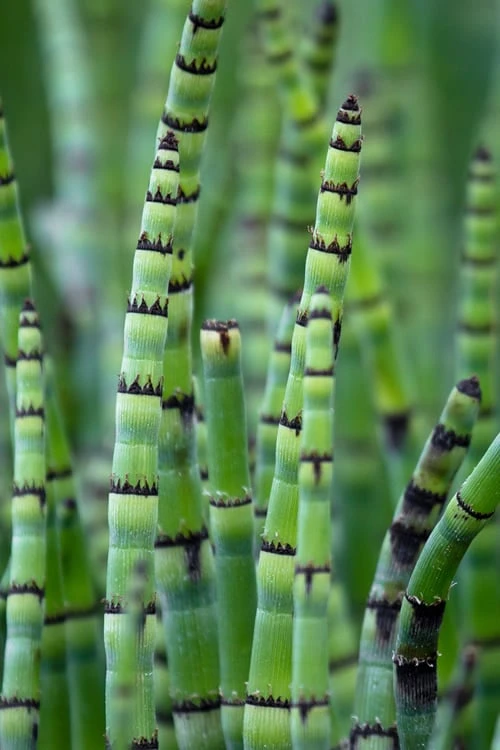 Horsetail Reed Grass - Equisetum Hyemale - 1 Gallon Pot - Image 4