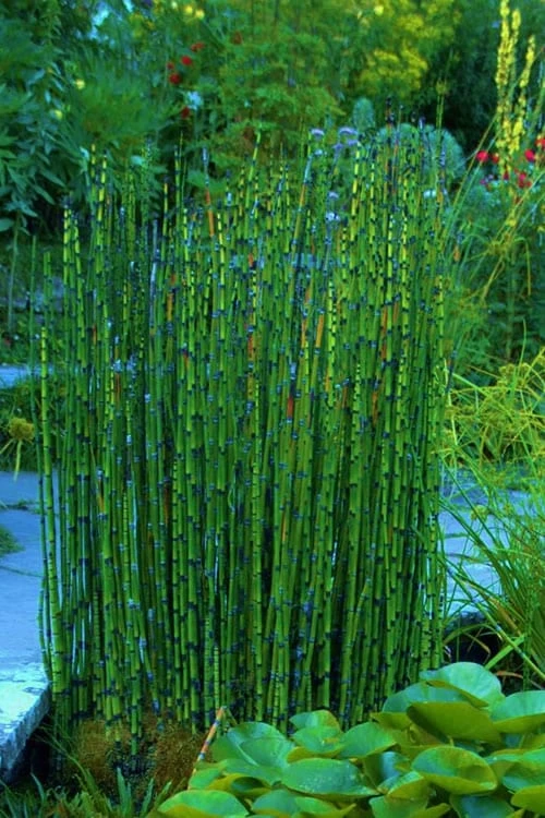 Horsetail Reed Grass - Equisetum Hyemale - 1 Gallon Pot - Image 8