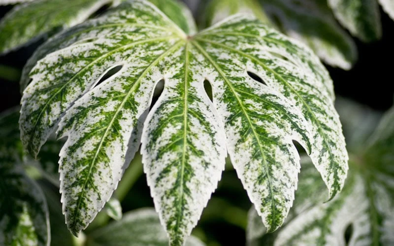 Spider's Web Fatsia - Japanese Aralia Paper Plant - 1 Gallon Pot - Image 7