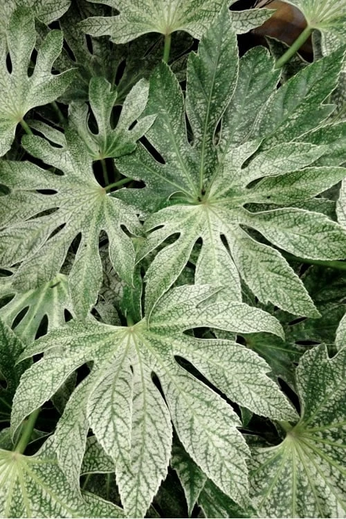 Spider's Web Fatsia - Japanese Aralia Paper Plant - 3 Gallon Pot - Image 4