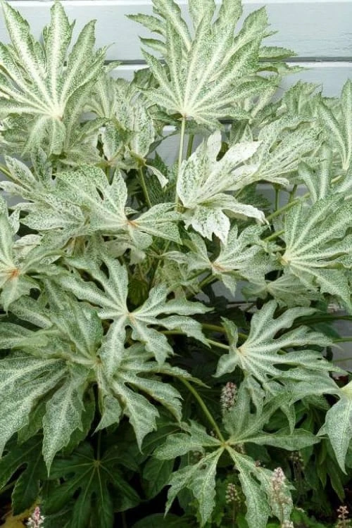 Spider's Web Fatsia - Japanese Aralia Paper Plant - 5 Gallon Pot