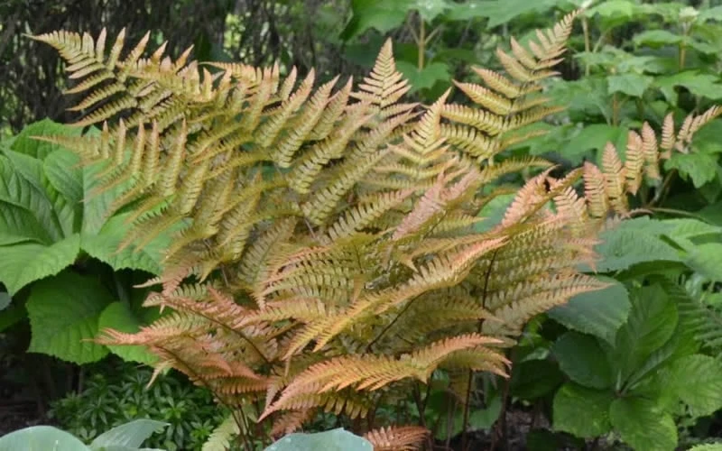 Autumn Fern - Dryopteris Erythrosora - 1 Gallon Pot - Image 4