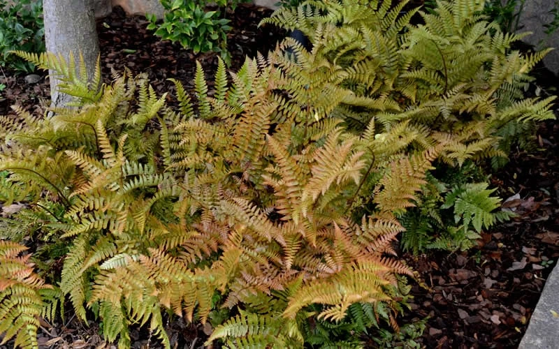 Autumn Fern - Dryopteris Erythrosora - 1 Gallon Pot - Image 5