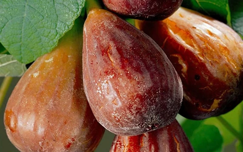 Brown Turkey Fig Tree - 5 Gallon Pot - Image 4