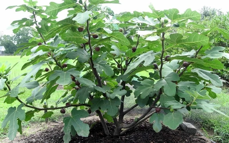 Chicago Cold Hardy Fig Tree - 2 Gallon Pot - Image 5