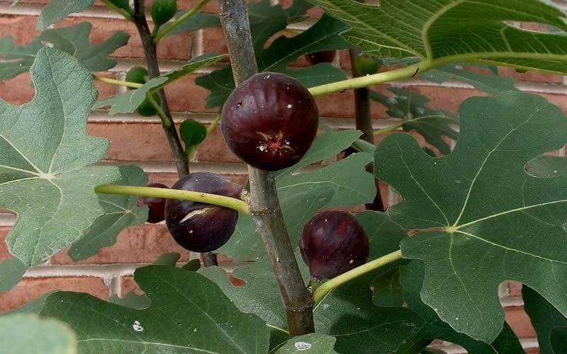 Chicago Cold Hardy Fig Tree - 2 Gallon Pot - Image 4