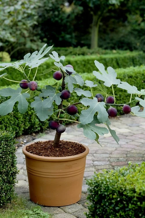 Texas Everbearing Fig Tree - 6 Pack Of 1 Gallon Pots - Image 4