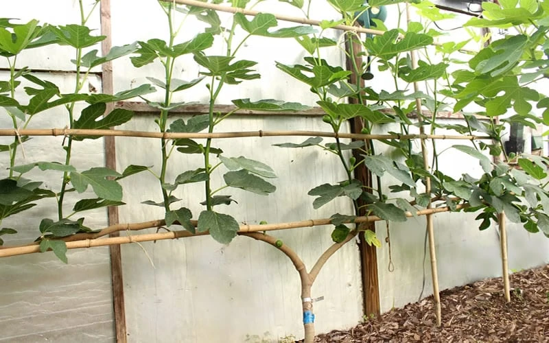 Texas Everbearing Fig Tree - 6 Pack Of 1 Gallon Pots - Image 6