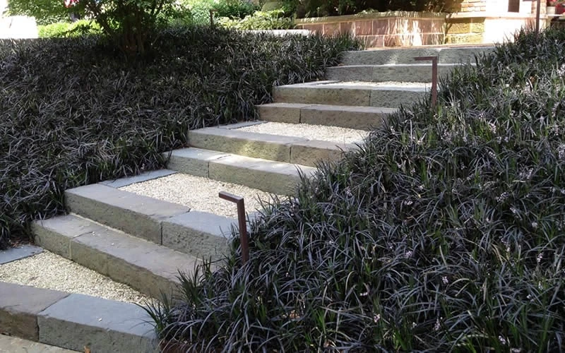 Black Mondo Grass - Ophiopogon Planiscapus 'Nigrescens' - 6 Pack Of 1 Gallon Pots - Image 4