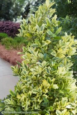 Golden Oakland Holly - 3 Gallon Pot