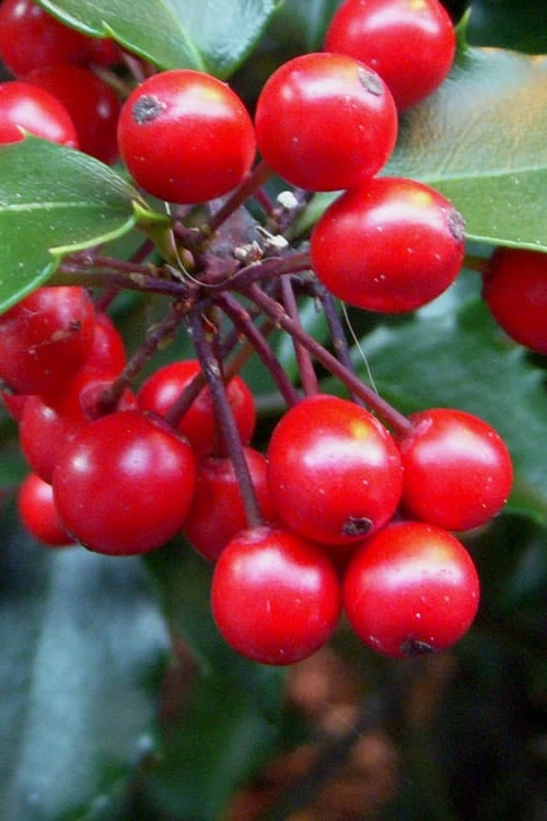 Liberty Holly - 3 Gallon Pot - Image 6