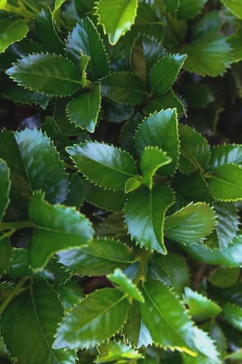 Liberty Holly - 3 Gallon Pot - Image 9