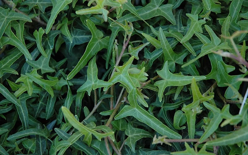 Needlepoint Ivy (Hedera Helix) - 5 Pack Of Pint Pots - Image 4