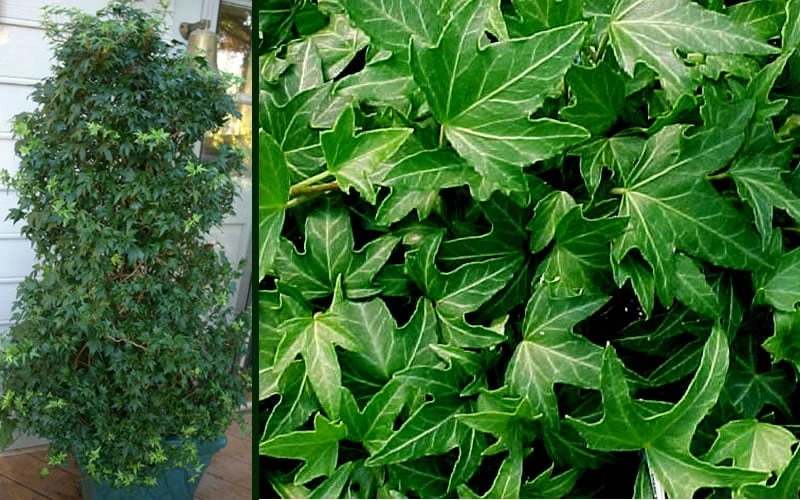 Needlepoint Ivy (Hedera Helix) - 10 Pack Of 4" Pots - Image 5