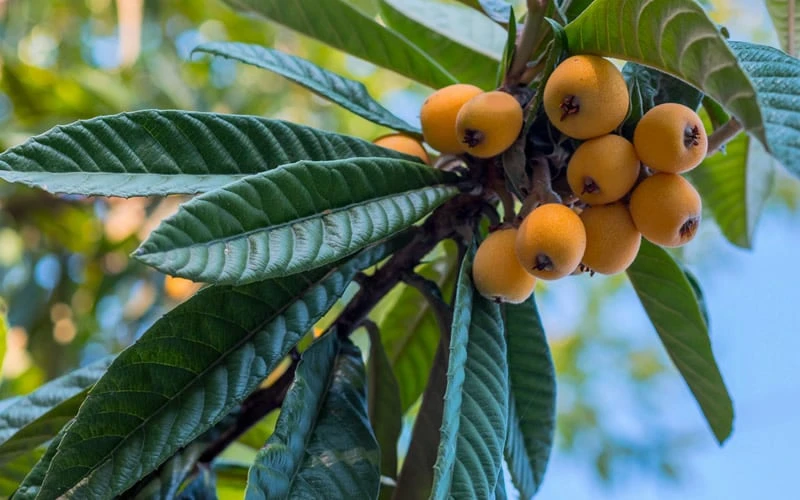 Loquat Tree - Eriobotrya Japonica - 5 Gallon Pot - Image 5
